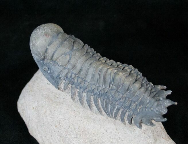 Beautifully Preserved Crotalocephalina Trilobite - #13904